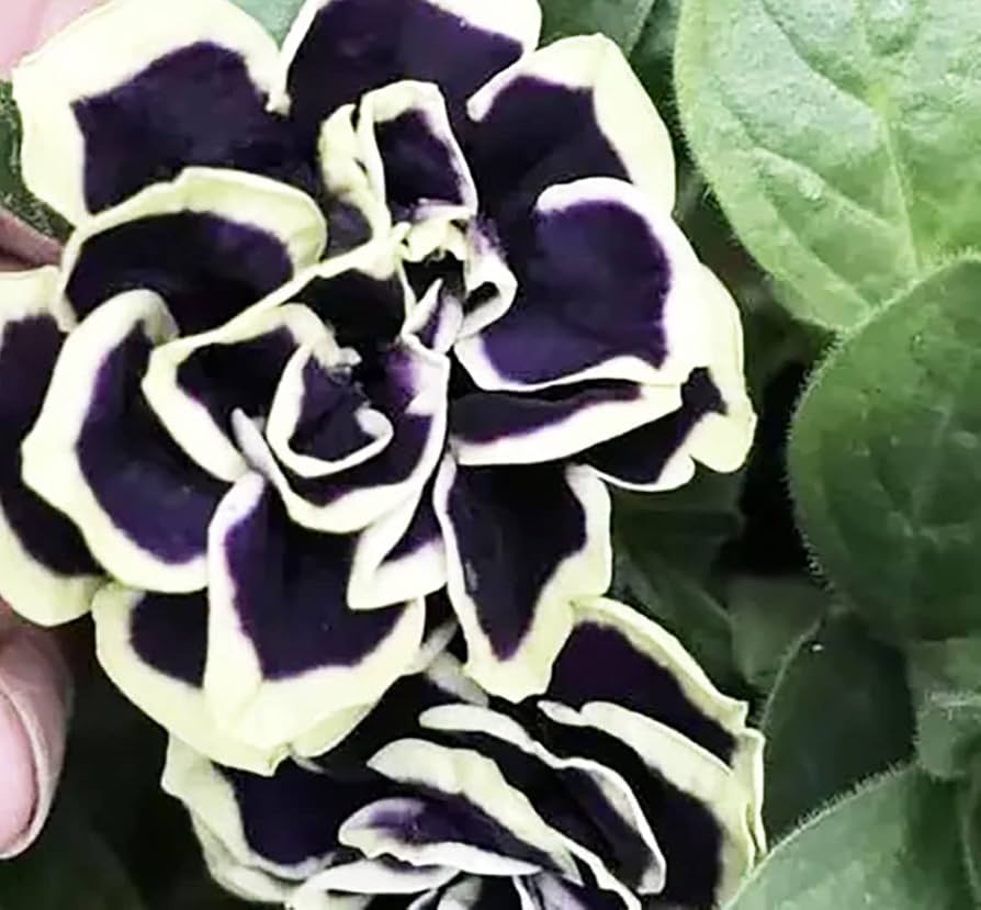 Black Petunia (Petunia hybrida) for planting in hanging baskets
