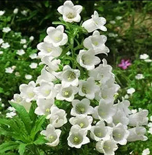 Campanula Canterbury Double White Bell seeds for graceful blooms