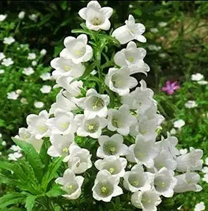 Campanula Canterbury Double White Bell seeds for graceful blooms