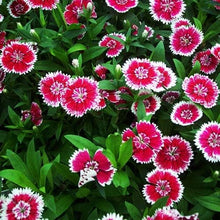 Dianthus Sonata Mix Seeds for reliable seasonal color
