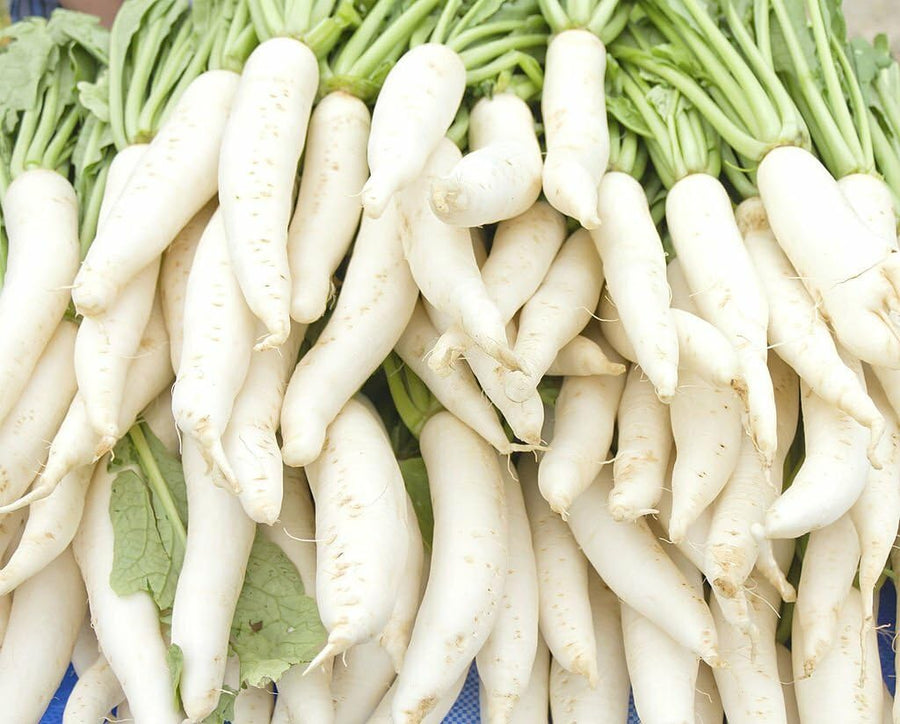 Miyashige Radish Seeds for vegetable garden planting