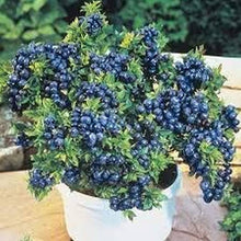 Blueberry Seeds (Vaccinium corymbosum) for sweet homegrown fruit in the home orchards and vegetable patches
