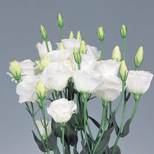 Eustoma Lisianthus for home garden flower beds