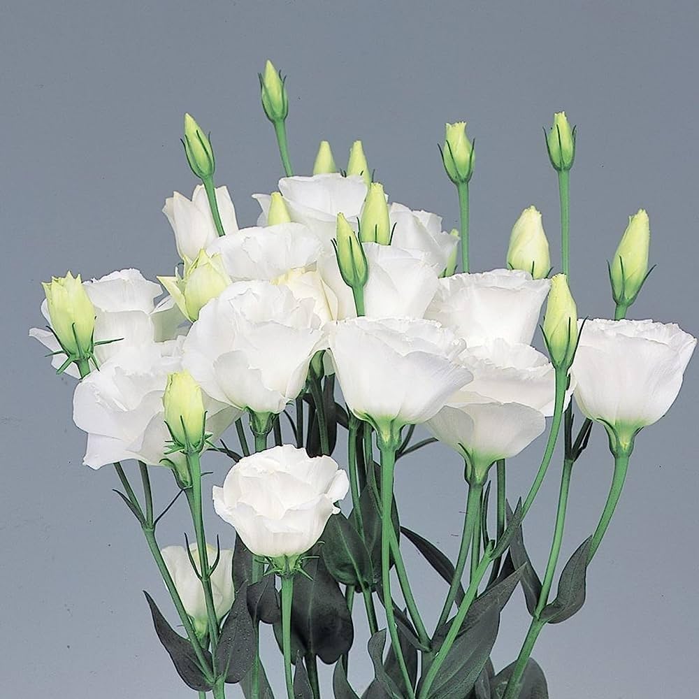 Eustoma Flower ��������� Eustoma grandiflorum ��������� for planting in white garden