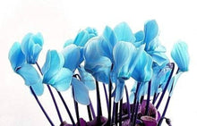 Cyclamen Cyclamen Persicum Blue Seeds grown for shaded Indoor Decoration