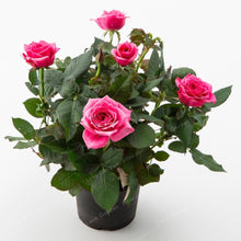 European Rose Tree Seeds (Rosa spp.) for a lasting addition to the Ornamental Garden Growth