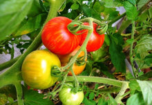 Tigerella Tomato Seeds (Solanum lycopersicum) for a reliable harvest in the Vegetable Home Garden