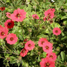 Hardy Scarlet Cinquefoil Seeds for growers seeking a long-blooming display