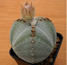 Astrophytum Seeds (Myriostigma cactus) for easy-care planting in the indoor succulent pots and minimal maintenance decor planting