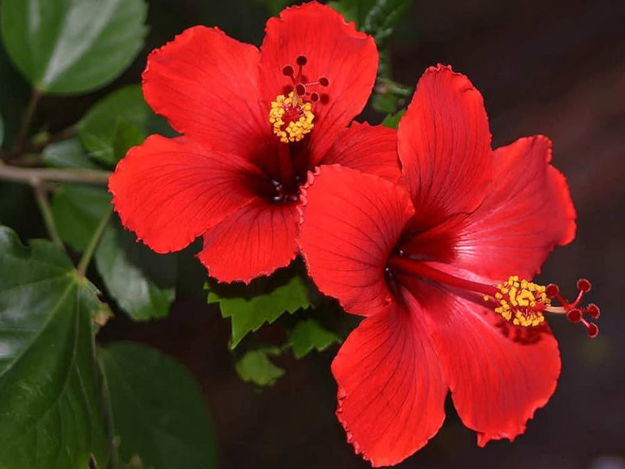 Giant Double Blossom Hibiscus for planting
