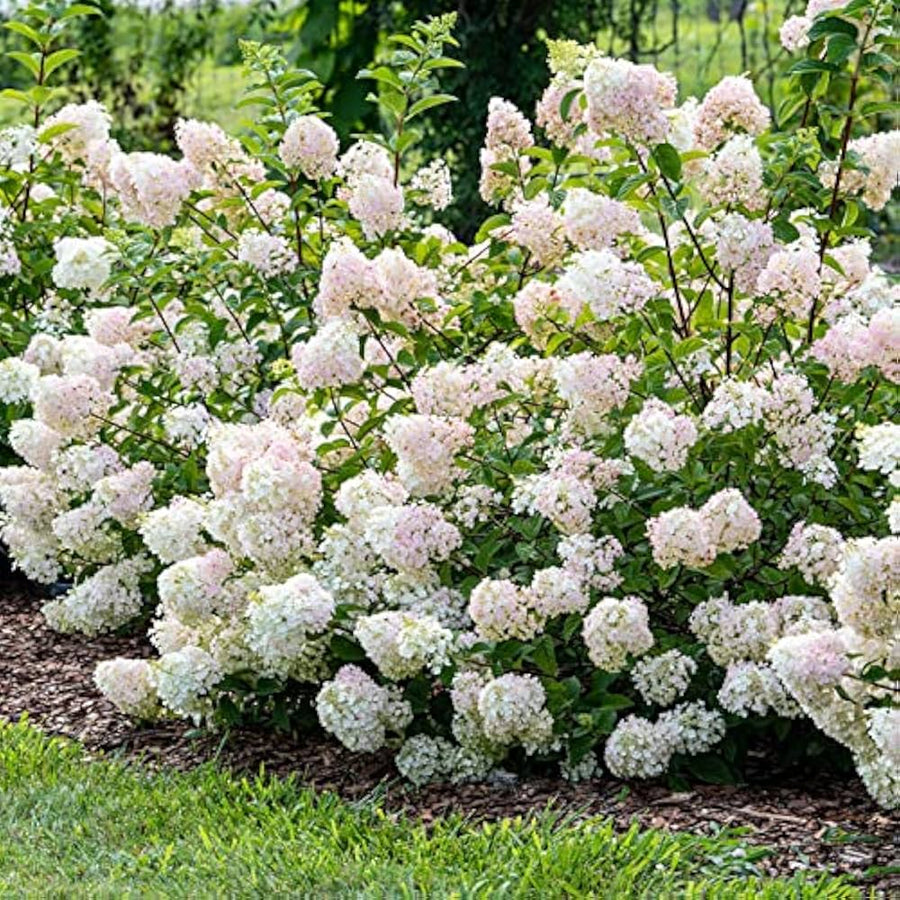 China Vanilla Strawberry Hydrangea Hydrangea Macrophylla Seeds for planting in flower bed