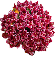 Hoya Hoya carnosa flower seeds for vertical garden planting and indoor hanging baskets - for planting in home garden