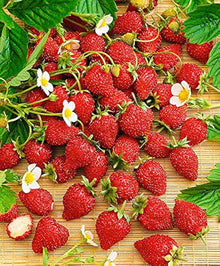Wild Strawberry Baron Solemacher Seeds known for ground Cover