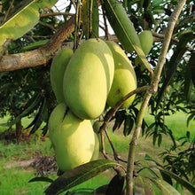 Mango Seeds (Mangifera indica) for a homegrown harvest from the Home Garden