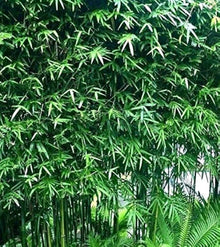 Bamboo Dendrocalamus Tree Seeds known for fast-Growing Bamboo
