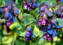 Blue Shrimp Plant Seeds for a colorful addition to any planting