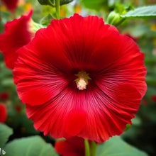 Red Hollyhock Seeds for growers seeking a long-blooming display