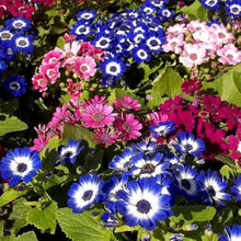 Cineraria Amigo Mix Seeds (Cineraria cruentus) for a lasting display in the Bright Colorful Garden Planting