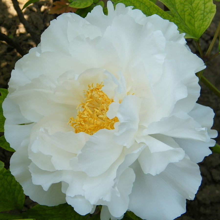 Peony (Paeonia) seeds ��������� ornamental flowering plants for indoor or balcony garden planting