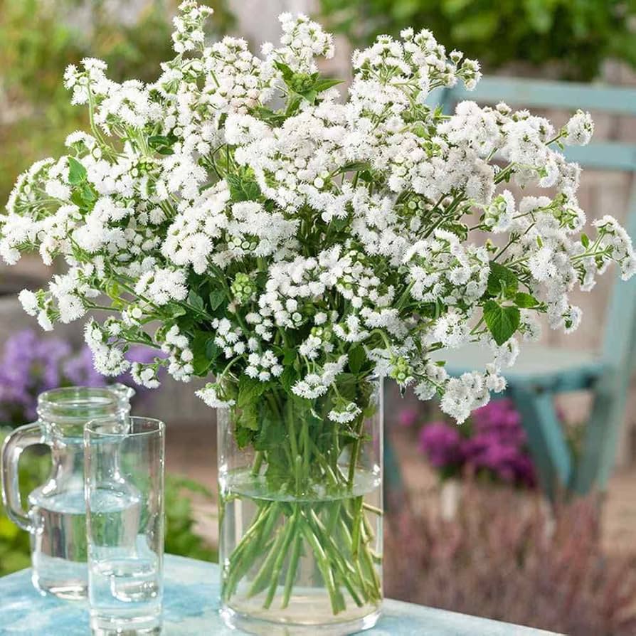White Ageratum ��������� Ageratum mexicanum ��������� for planting in garden borders