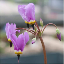 Dodecatheon Meadia White Shooting Star Seeds for a colorful addition to any planting