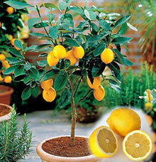 Lemon Citrus Limon Tree Seeds grown for kitchen Backyard Orchards