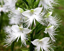 Asaka White Flower seeds rare variety for planting in home garden and outdoor containers - for planting in home garden