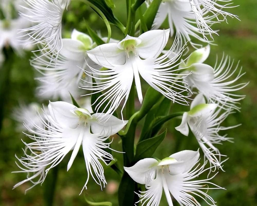 Asaka White Flower seeds rare variety for planting in home garden and outdoor containers - for planting in home garden