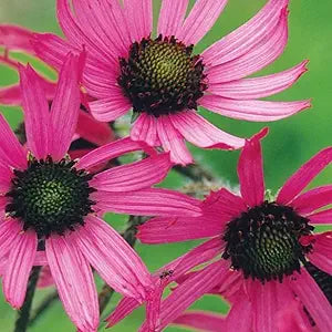 Echinacea Tennesseensis Echinacea tennesseensis for planting in flower bed
