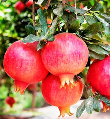 Pomegranate Punica Granatum Tree Seeds for sweet homegrown fruit in the Backyard Orchard