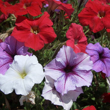 Mexican Pansy Seeds (Turnera ulmifolia) for seasonal color across the Flower Beds