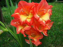 Gladiolus Flower for Planting in Orange Garden Seeds for colorful blooms in the Orange Garden