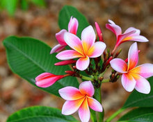 White Orange Plumeria Seeds for a lasting display in the Tropical Garden