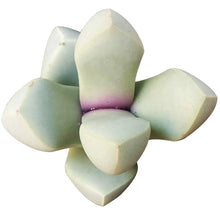 Lapidaria Margaretae Seeds (Lapidaria margaretae) for low-maintenance growing in the succulent gardens and rock gardens