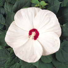 Hibiscus Hibiscus Rosa-Sinensis Rare Pink Orange Seeds for sweet homegrown fruit in the Garden Balcony Pots