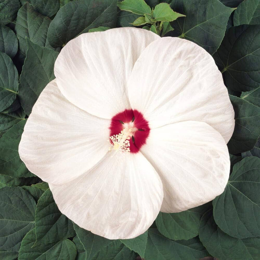 Hibiscus Hibiscus moscheutos Luna Rose flower seeds for planting in home garden or perennial beds - for planting in home garden