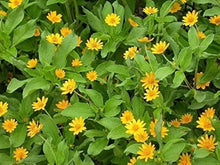 Melampodium Paludosum (Butter Daisy) - for planting in home garden