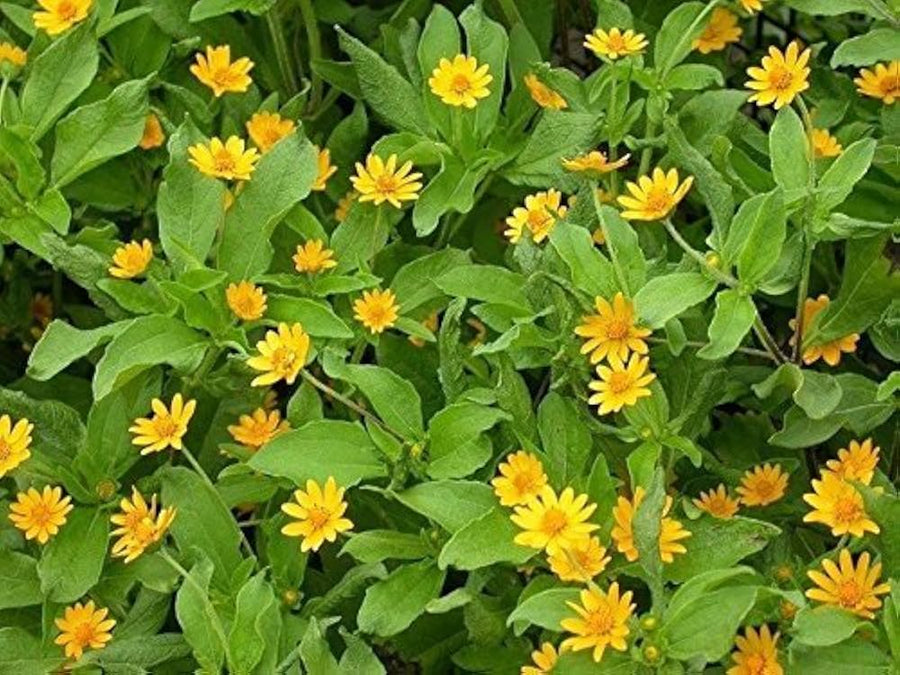 Melampodium Paludosum (Butter Daisy) - for planting in home garden