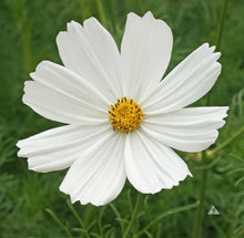 White Psycho Cosmos Seeds for growers seeking a long-blooming display