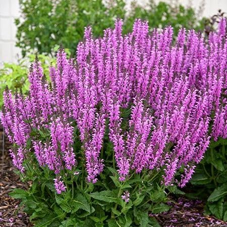 Purple Sage Plants for cooks growing their own fresh herbs
