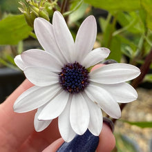 African Daisy Seeds for reliable seasonal color