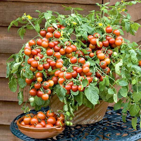 ANTER Cherry Tomato seeds for growing vegetables