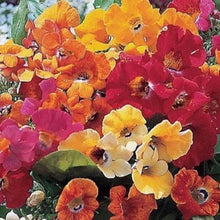 Carnival Coconut Seeds for growers seeking a long-blooming display