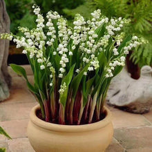White Lily of the Valley Seeds known for bonsai Plants
