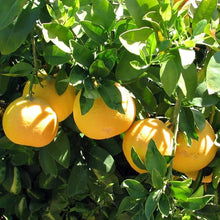 Grapefruit Seeds (Citrus x paradisi) for a homegrown harvest from the Home Garden & Orchard