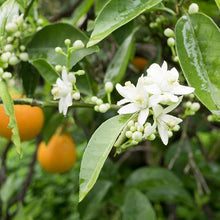 Citrus Citrus Sinensis Orange Tree Seeds for a homegrown harvest from the Backyard Orchard