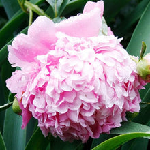 Peony Seeds for reliable seasonal color