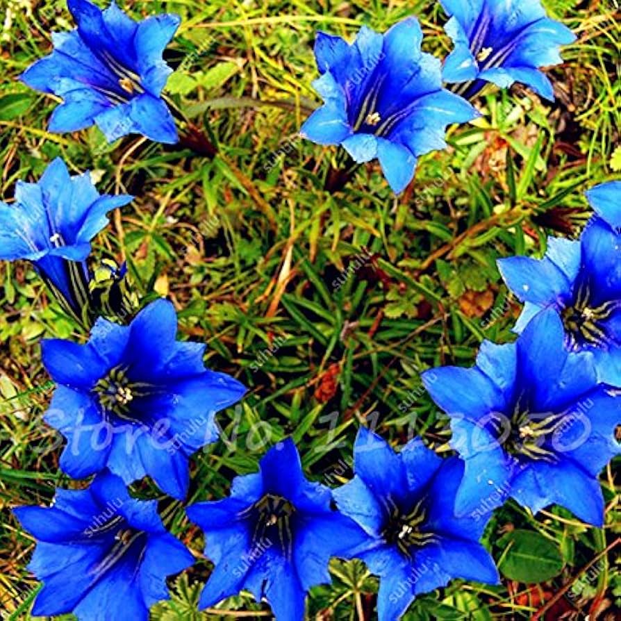 Bonsai Largeleaf Gentian Blue Flower Seeds