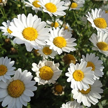 White English Daisy Bellis Perennis Seeds for a colorful addition to any planting