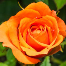 Polyantha Rose Climbing Plant Mix Seeds for fast cover along a fence or wall